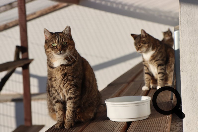 Selektive Fokusfotografie Von Orange Tabby Cat