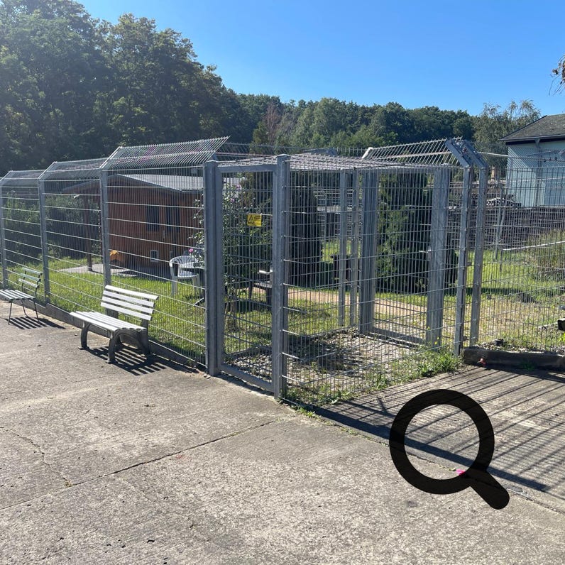 Selektive Fokusfotografie Von Orange Tabby Cat